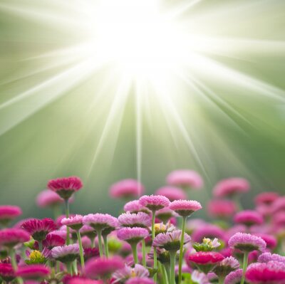 Sticker Feldblumen in der Sonne