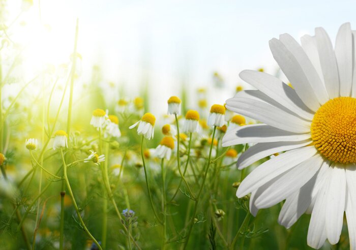 Sticker Feldblumen in der Sonne