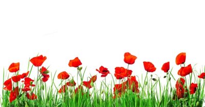 Sticker Feldmohnblumen auf weißem Hintergrund