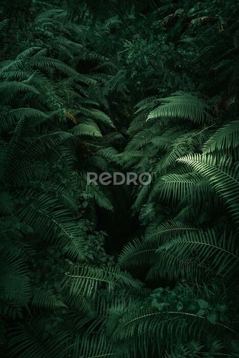 Sticker Ferns in the forest, Bali. Beautiful ferns leaves green foliage. Close up of beautiful growing ferns in the forest. Natural floral fern background in sunlight. 