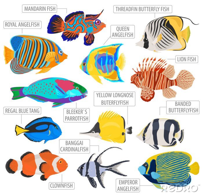 Aufkleber Fisch Fisch bunt Namen personalisiert - TenStickers