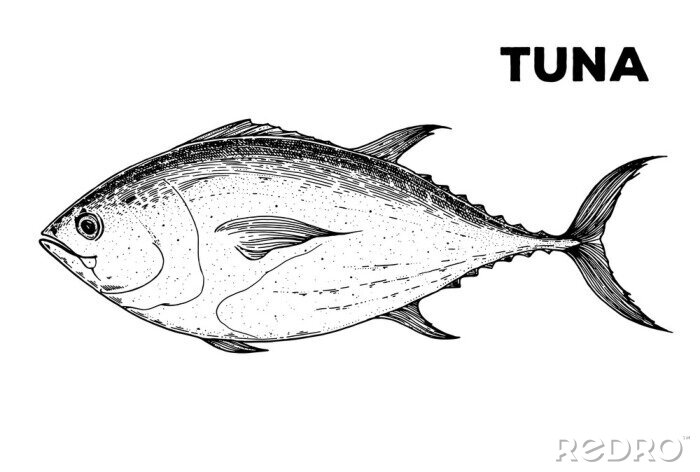 Sticker Fische monochrome Zeichnung eines Thunfischs