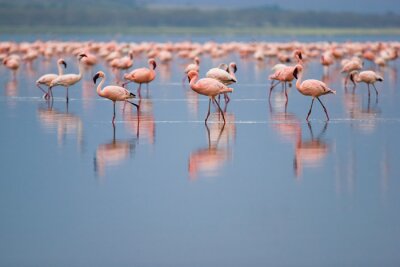 Flamingos auf einem verschwommenen see