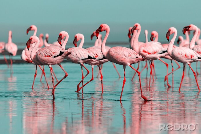 Sticker Flamingos in der Blauen Lagune