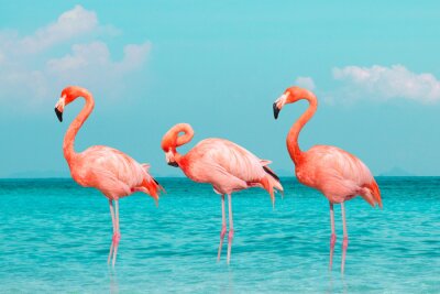 Flamingos mit türkisfarbenem wasser im hintergrund