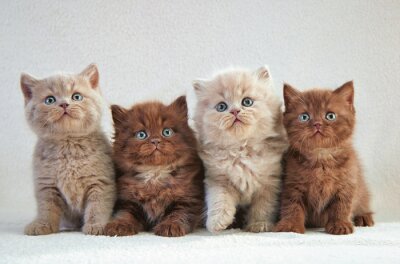 Sticker Flauschige Katzen mit blauen Augen