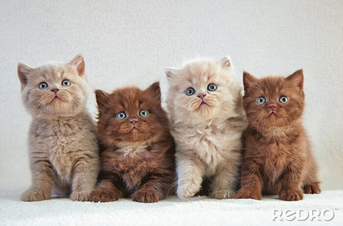 Sticker Flauschige Katzen mit blauen Augen nach Maß 
