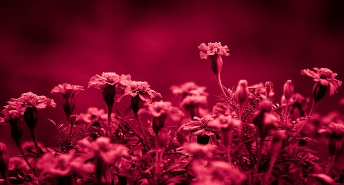 Sticker flowers in viva magenta colour 