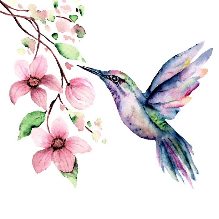 Sticker Flying hummingbird, watercolor illustration, tropical bird and flower isolated on white background, exotic, wild life clip art. Hand painting.