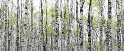 Forest with trunks of birch trees