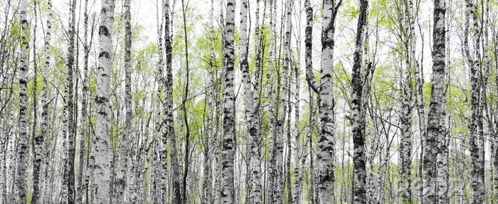 Sticker Forest with trunks of birch trees
