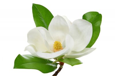 Sticker Foto einer weißen Magnolie auf neutralem Hintergrund