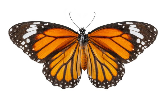 Sticker Foto eines orange-schwarzen Schmetterlings mit ausgebreiteten Flügeln