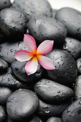 Sticker Frangipani und nasse schwarze Kieselsteine