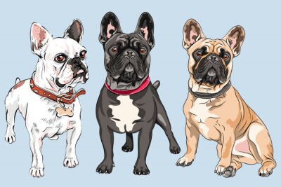 Französische Bulldoggen wie gemalt