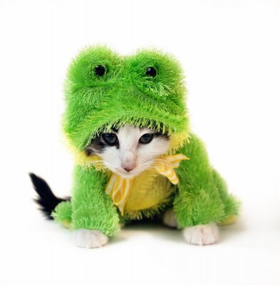 Sticker frog kitten