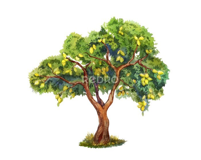 Sticker Fruchttragender Zitronenbaum