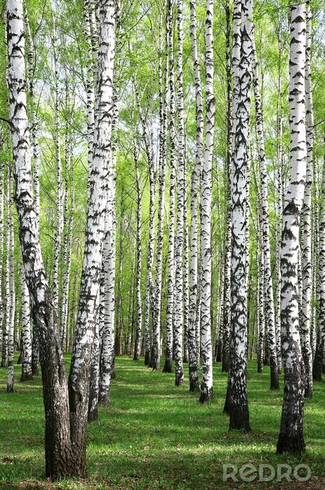 Sticker Frühjahrsbirken im Hain