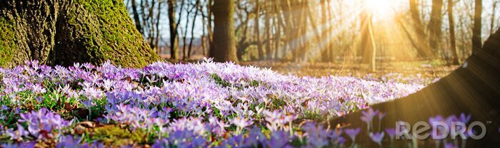 Sticker Frühling im Wald und blühende Blumen