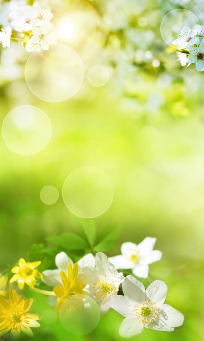 Sticker Frühlingswiese mit weißen Blumen