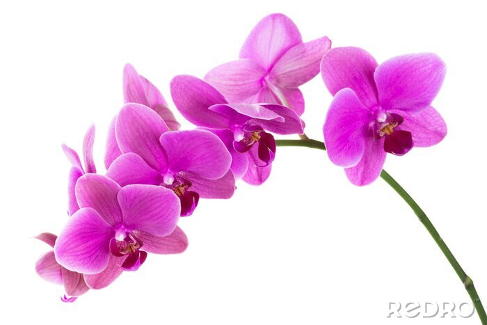 Sticker Fuchsiafarbene Orchidee