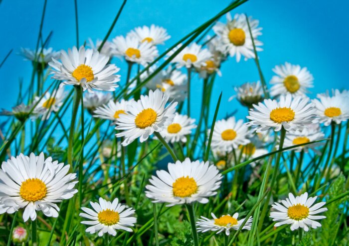 Sticker Gänseblümchen 4