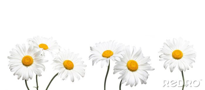 Sticker Gänseblümchen an den Stielen auf weißem Hintergrund