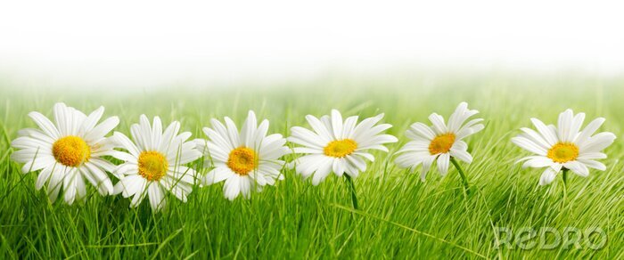 Sticker Gänseblümchen im grünen Gras