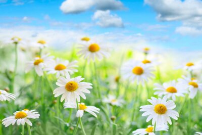 Gänseblümchenfeld und Natur