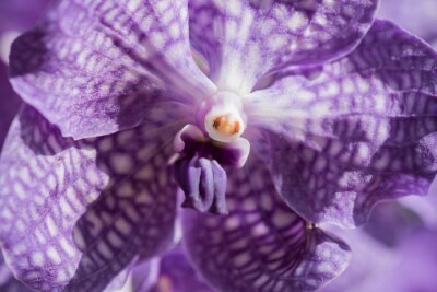 Sticker Gefleckte Orchidee vergrößert