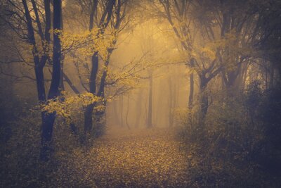 Geheimnisvolle nebligen Wald mit einem märchenhaften Blick