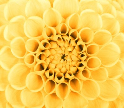 Gelbe Blume auf einem Makro