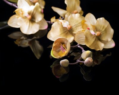 Sticker Gelbe Blumen auf schwarzem Hintergrund