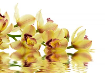 Sticker Gelbe Orchidee auf dem Wasser