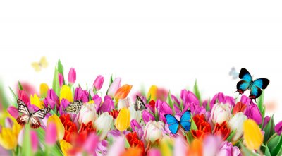 Sticker Gelbe Tulpen mit Schmetterlingen