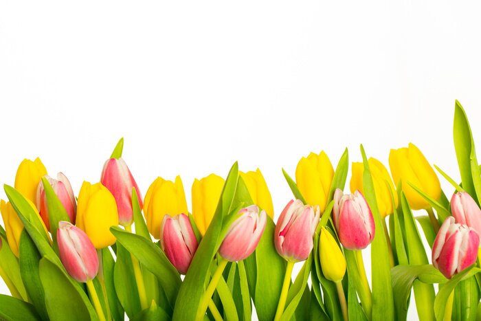 Sticker Gelbe und rosa Frühlingsblumen