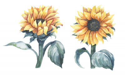 Sticker Gemalte Sonnenblumen mit Aquarellfarben