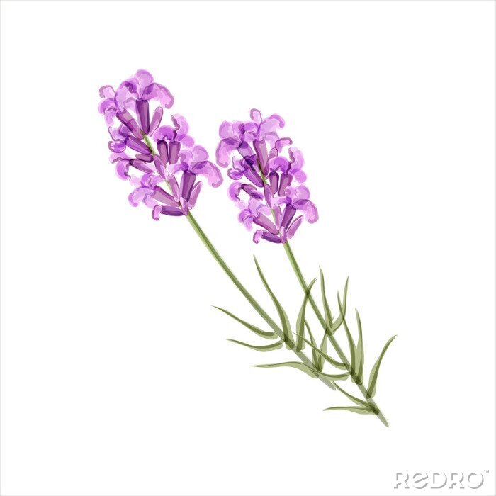 Sticker Gemaltes Lavendel