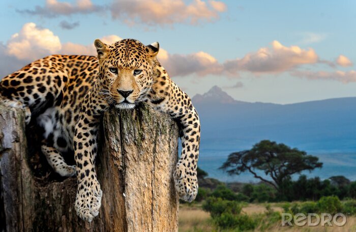 Sticker Gepard auf einem Baum