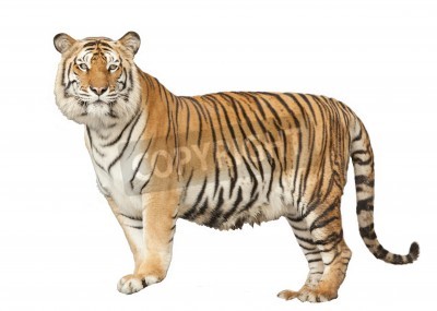 Sticker Gestalt einer wildkatze