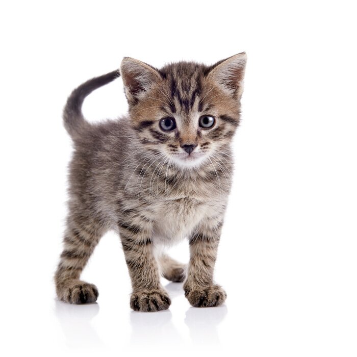 Sticker Gestreifte Katze auf hellem Hintergrund