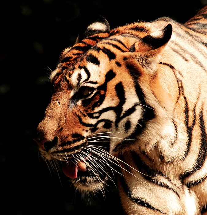 Sticker Gestreiftes Tier auf dunklem Hintergrund