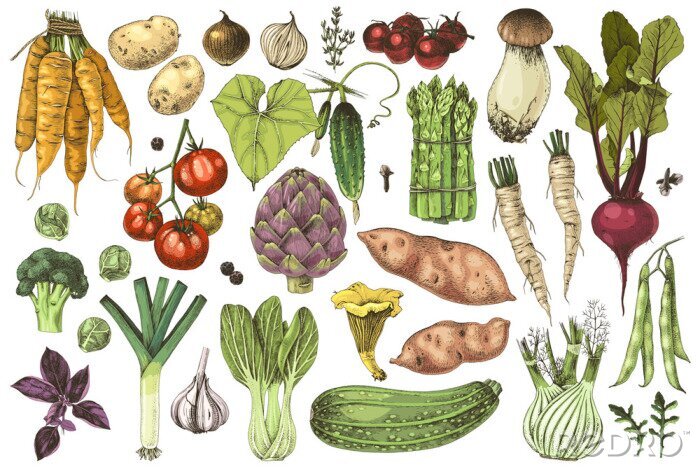 Sticker Gesundes Essen Gemüse und Pilze