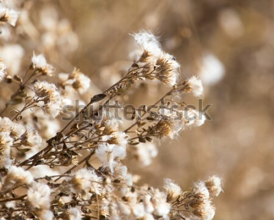 Sticker Getrocknete Blumen auf einer Wiese