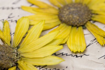 Sticker Getrocknete gelbe Blumen