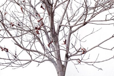 Sticker Getrocknete Pflanze lokalisiert auf weißem Hintergrund