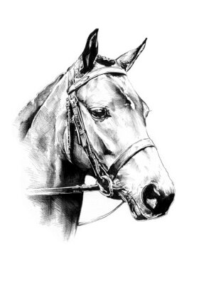 Gezeichnetes porträt eines pferdes