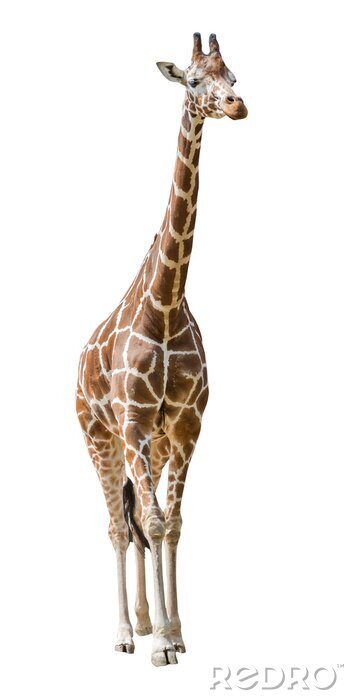 Sticker Giraffe 3D auf weißem Hintergrund