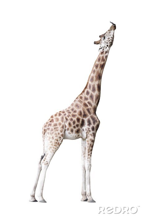 Sticker Giraffe 3D mit ausgestrecktem Hals