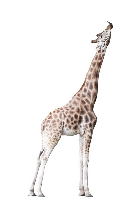 Sticker Giraffe 3D mit ausgestrecktem Hals